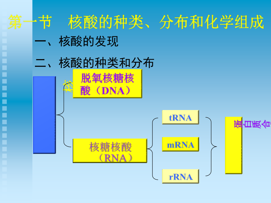 生物化学第五章 核酸幻灯片资料_第2页