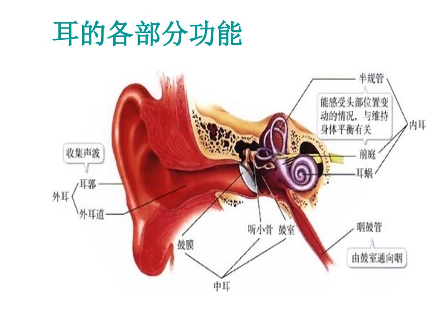 七年级生物耳和听觉幻灯片资料_第3页