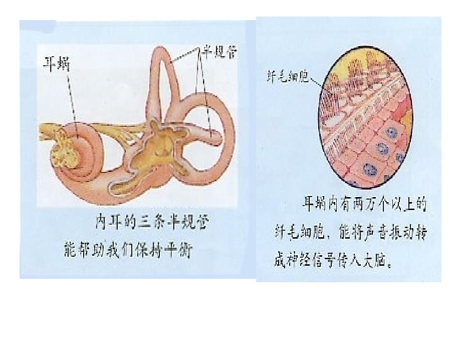 七年级生物耳和听觉幻灯片资料_第4页