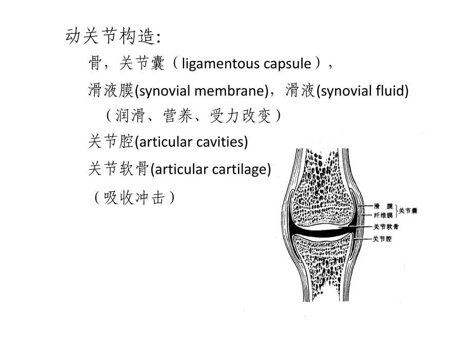 肌肉骨骼系统受力分析ppt课件_第5页