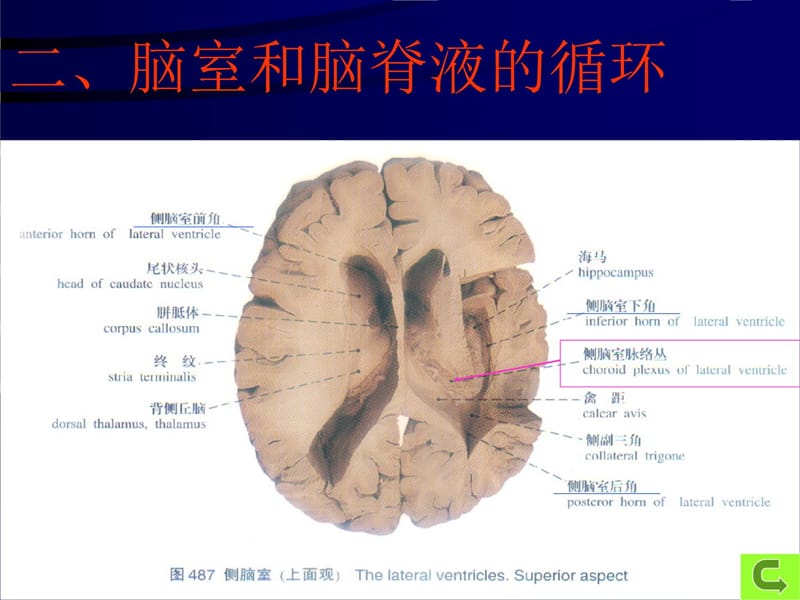 脑脊膜和血管教学幻灯片_第5页