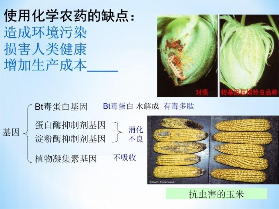 人教版选修3 1.3基因工程的应用教学幻灯片_第5页