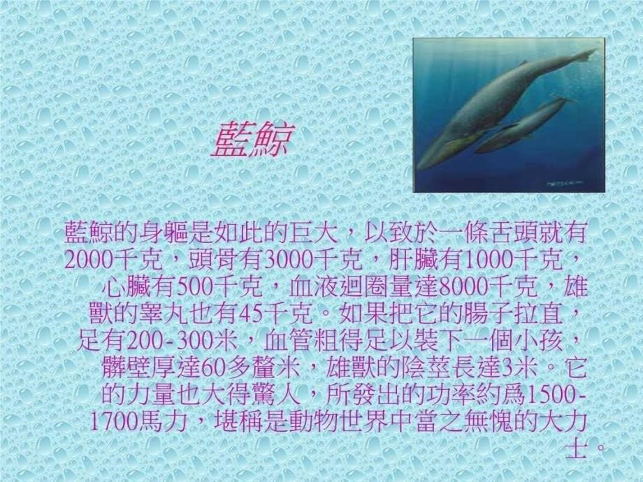 目录p2动物介绍说明p3海上最大动物教学教材_第5页