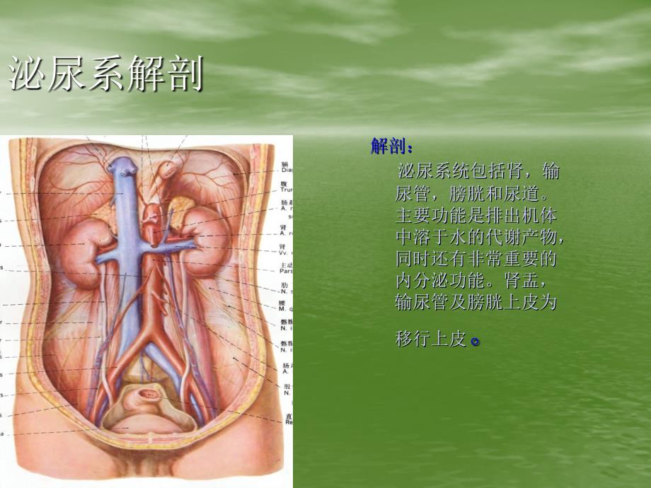 肾结石文本培训教材_第3页