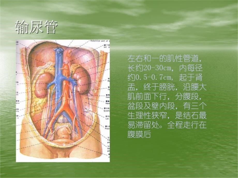 肾结石文本培训教材_第5页