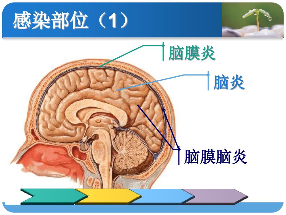 《中枢神经系统》PPT课件ppt课件_第3页