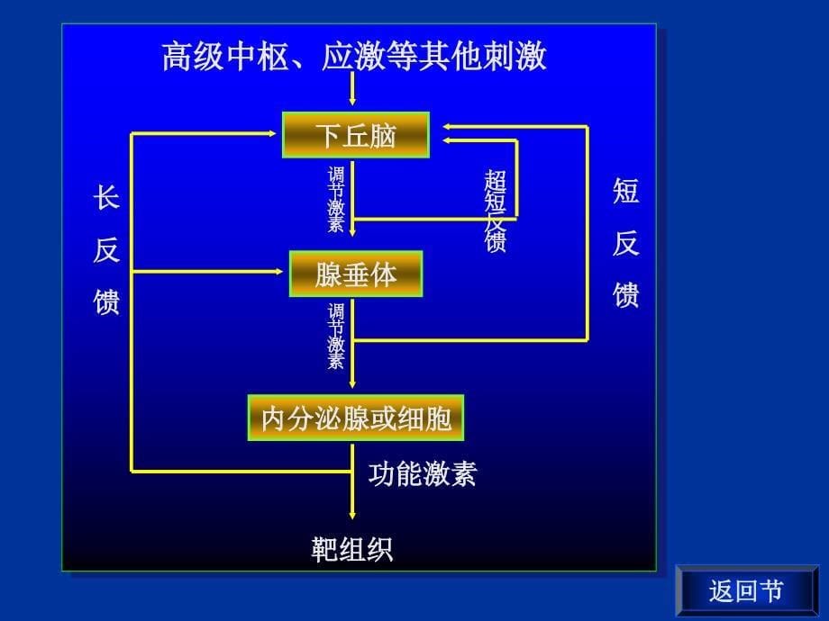 内分泌疾病的代谢紊乱ppt课件_第5页