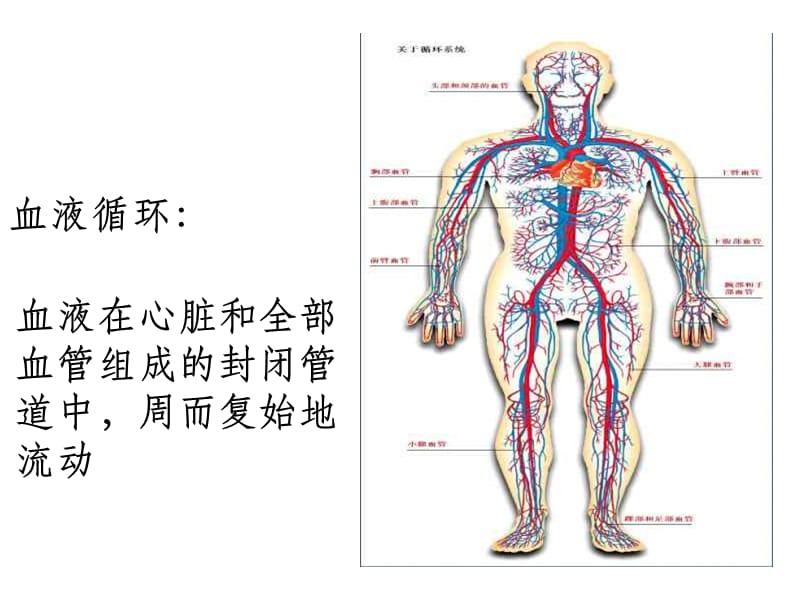 血液循环路线_第5页