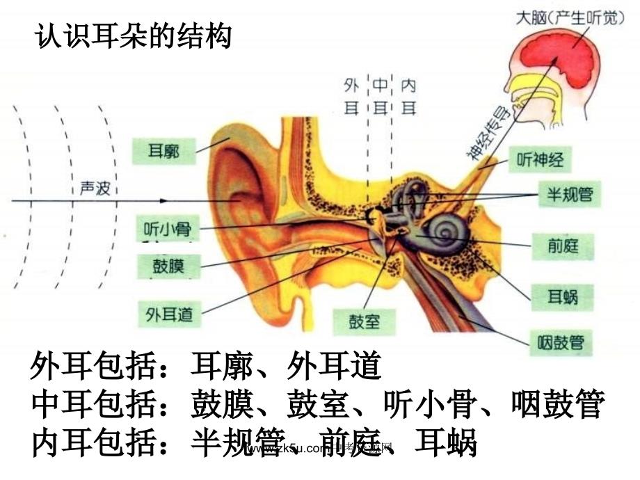 七年级科学耳的结构与听觉的形成2培训资料_第2页