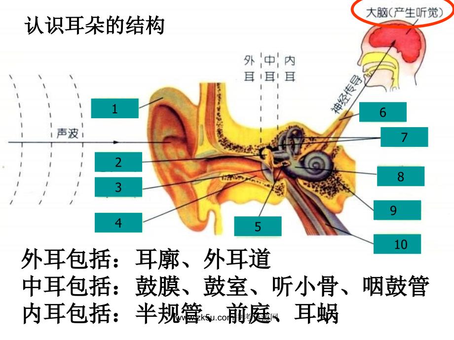 七年级科学耳的结构与听觉的形成2培训资料_第3页