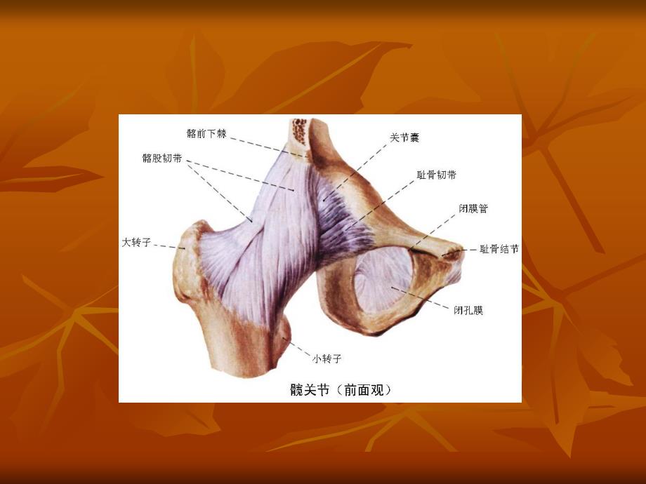 髋关节检查法教学材料_第3页