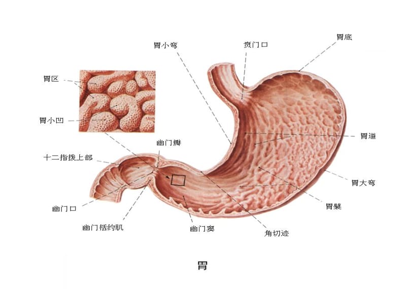 胃癌的护理查房具体措施和操作ppt课件_第4页