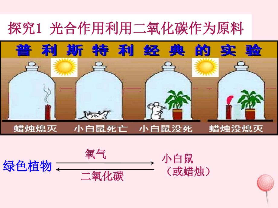 江苏人教版七年级生物上册第三单元第五章第一节光合作用吸收二氧化碳释放氧气课件_第4页