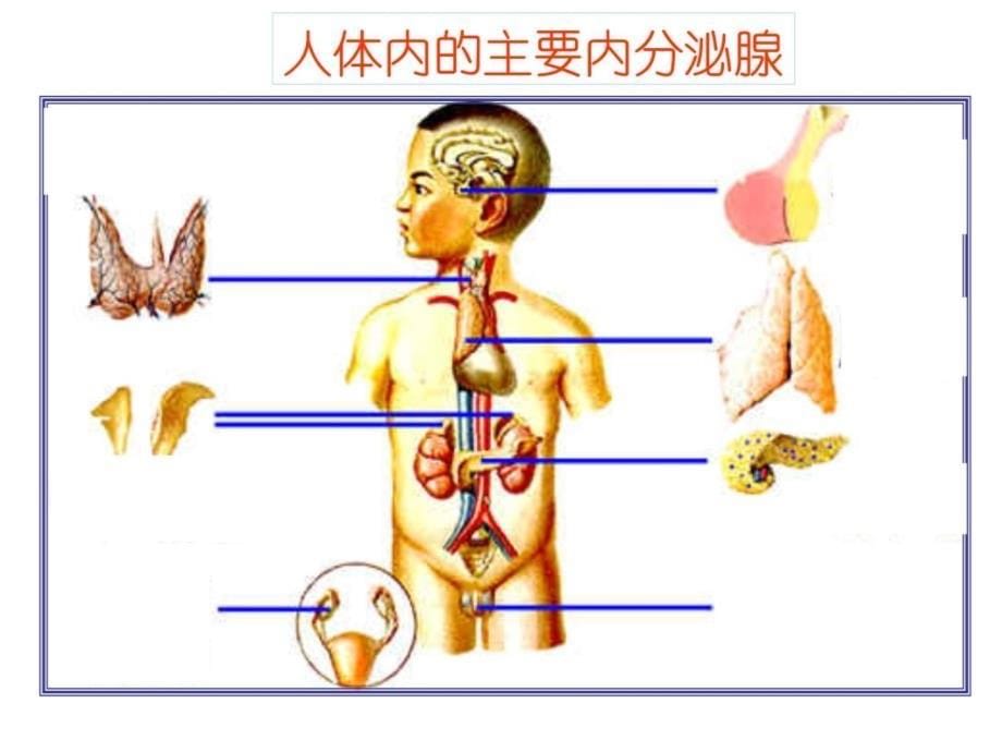 人和高等动物生命活动调节教学教案_第5页