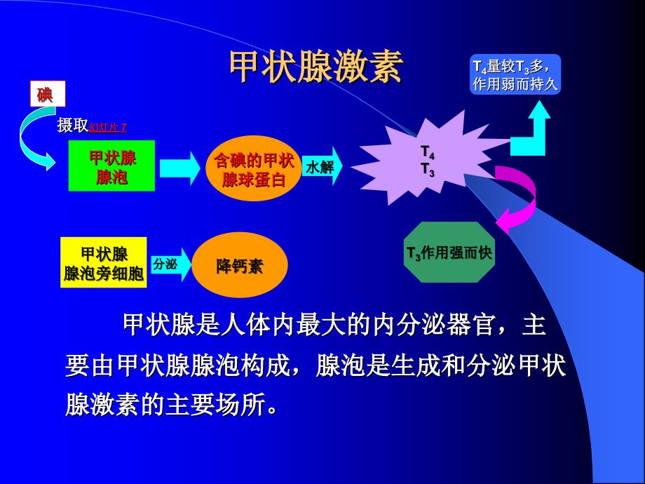 药理学第2版36甲状腺ppt课件_第2页