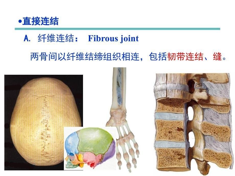 系统解剖学2关节总论附有各论理论ppt课件_第5页