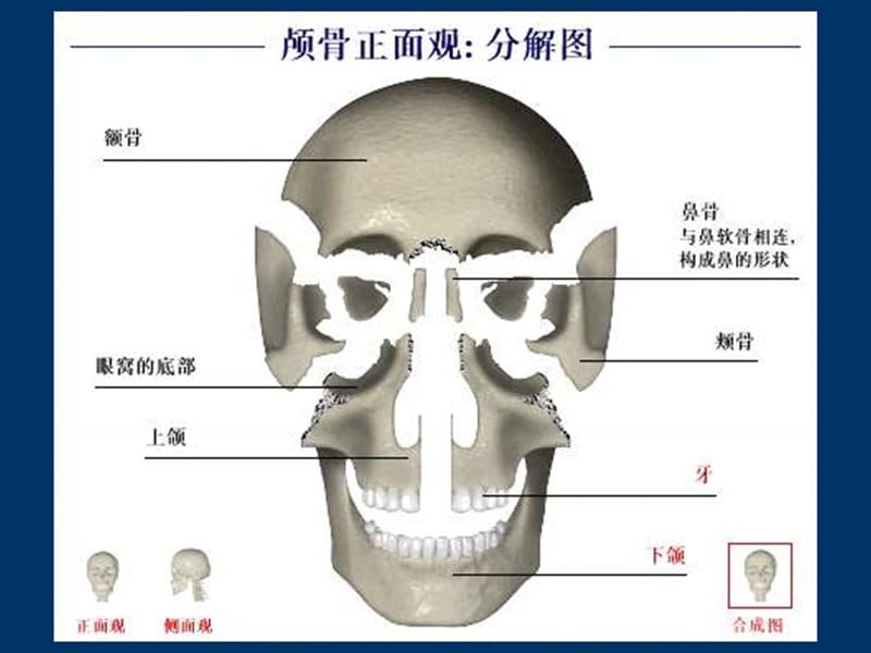 口腔颌面颈部系统解剖资料教程_第4页