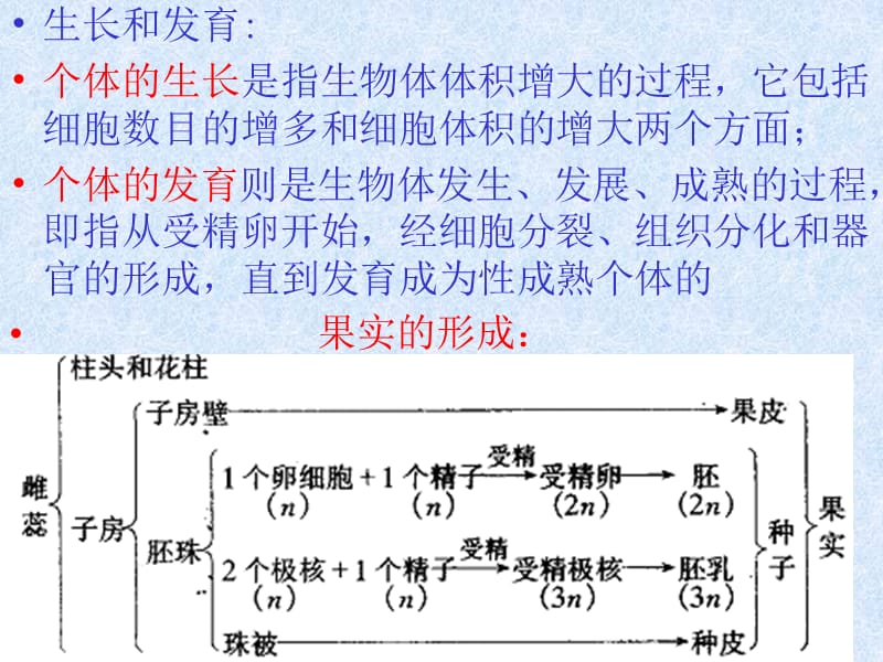 生物的个体发育期末复习教程教案_第3页