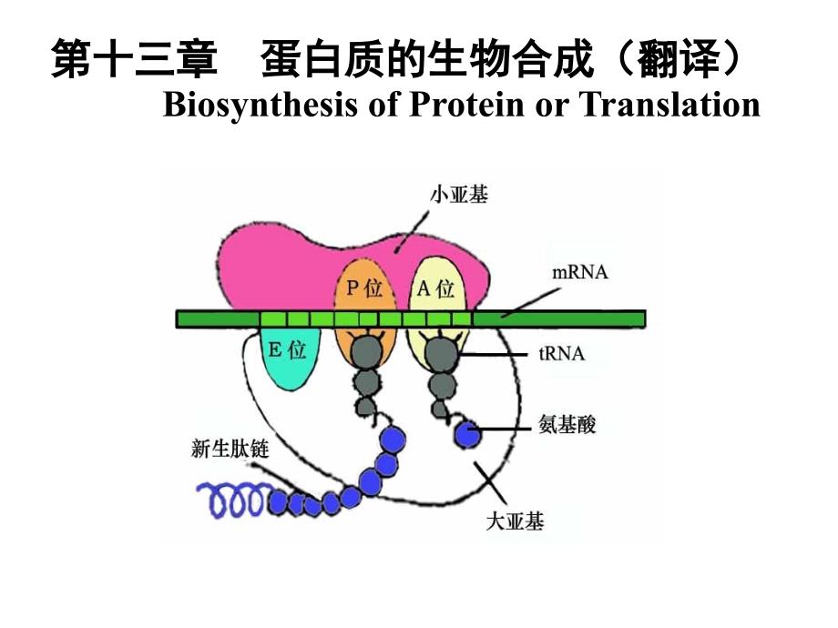 生物化学 蛋白质的生物合成教程教案_第1页