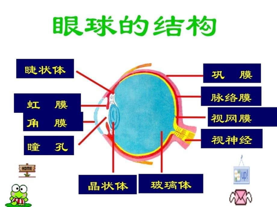 七年级科学眼和视觉8研究报告_第5页