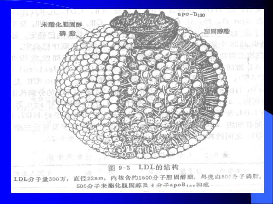 血浆脂蛋白及其代谢紊乱1资料教程_第3页