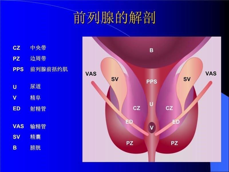 良前列腺增生教学讲义_第5页