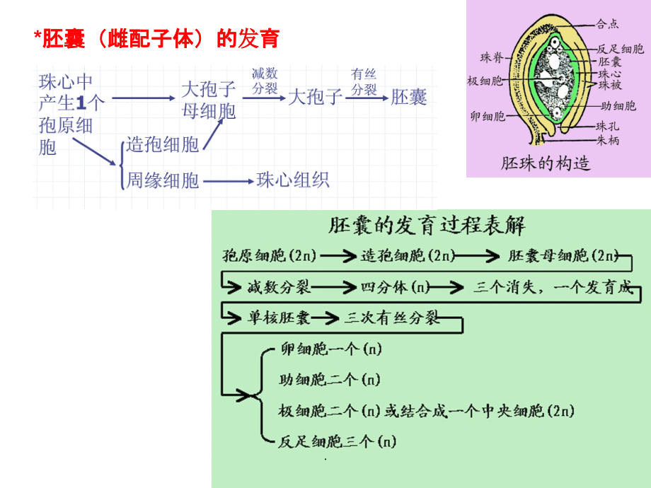 药用植物学——果实种子_第1页