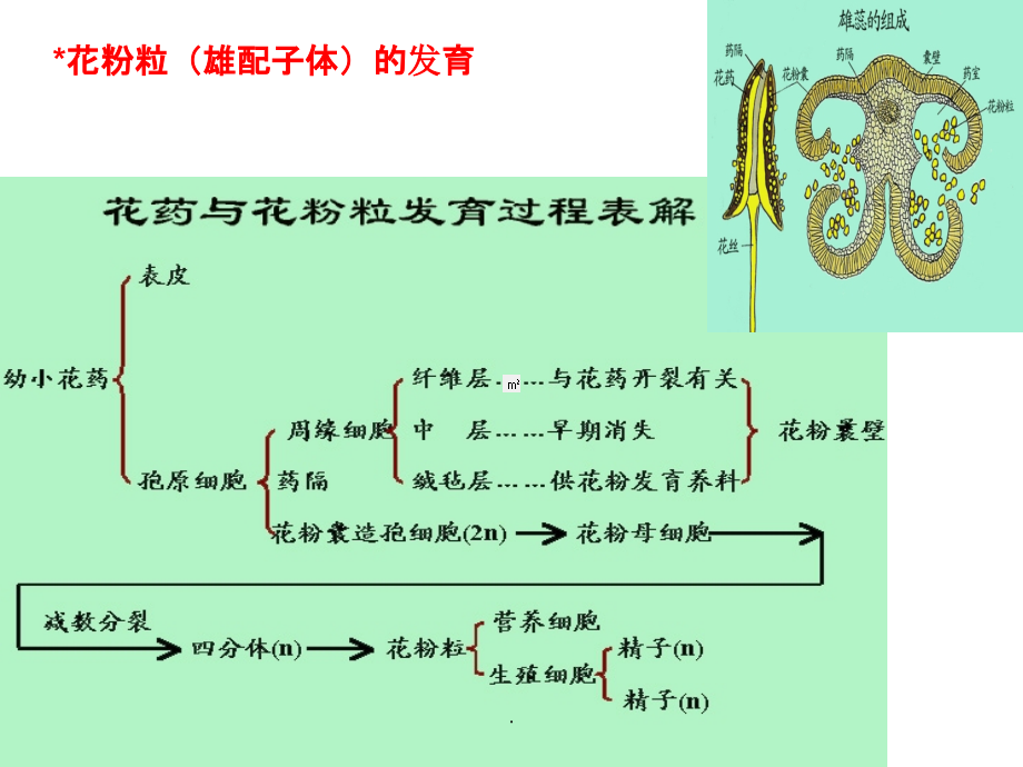 药用植物学——果实种子_第2页