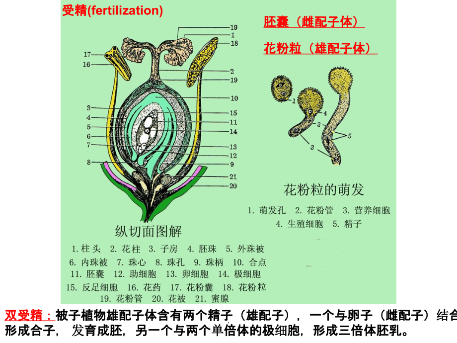 药用植物学——果实种子_第3页