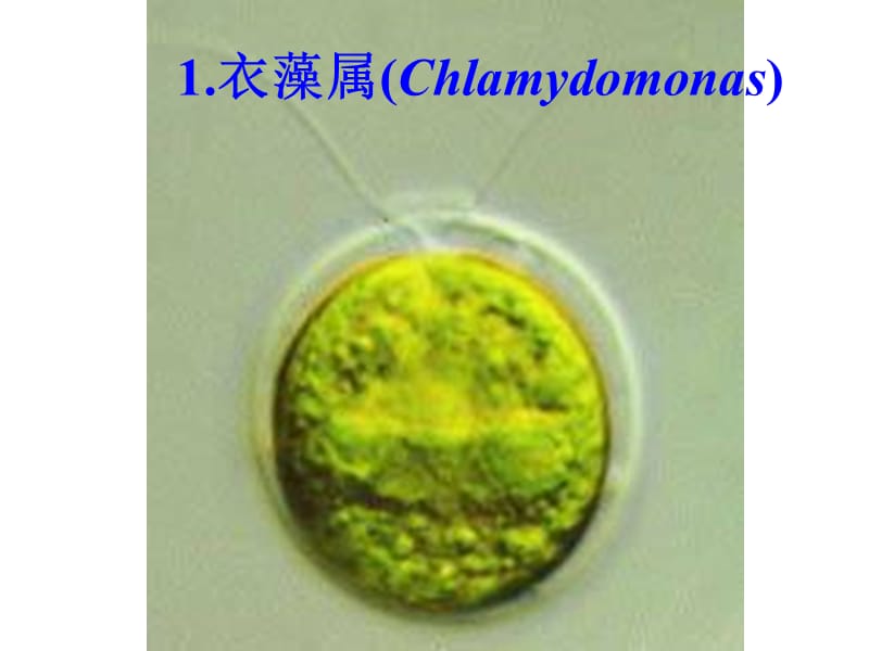 水生生物学 绿藻门教学材料_第4页