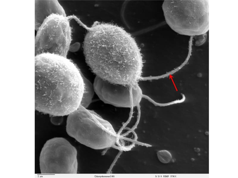 水生生物学 绿藻门教学材料_第5页