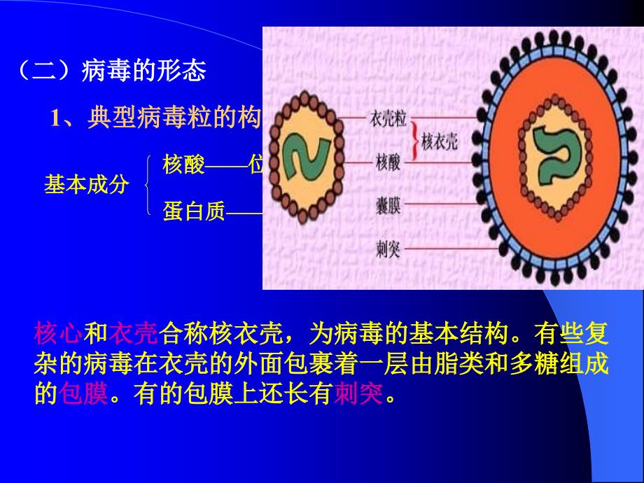 病毒和亚病毒研究报告_第4页