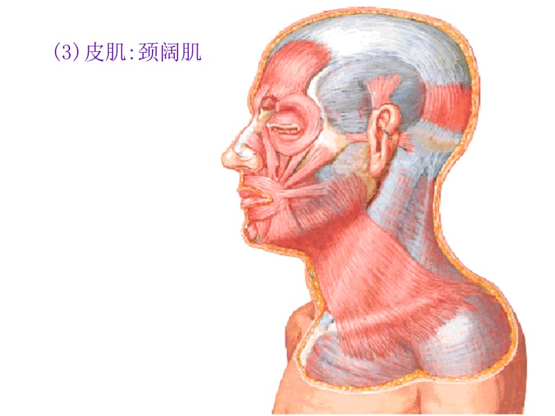 胸前区、自由上肢浅层、腋窝【人体解剖】教程教案_第4页