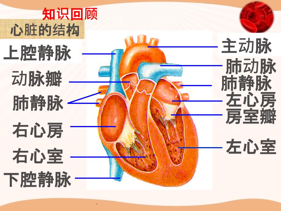 血液循环的途径最新版本_第1页