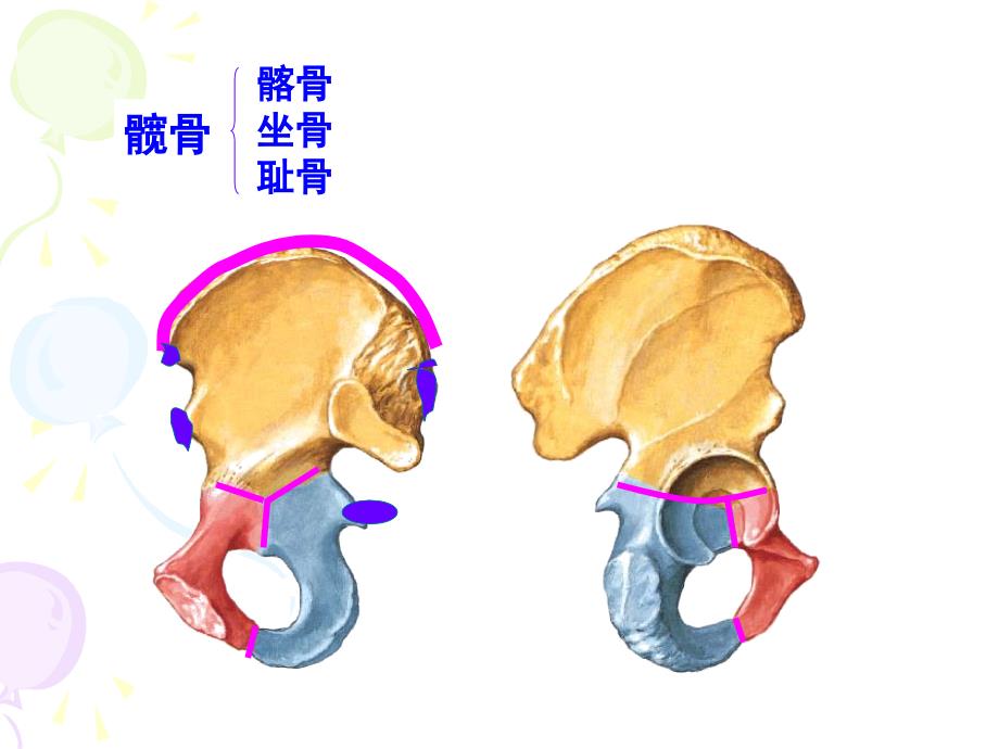 下肢骨 颅1教学讲义_第3页