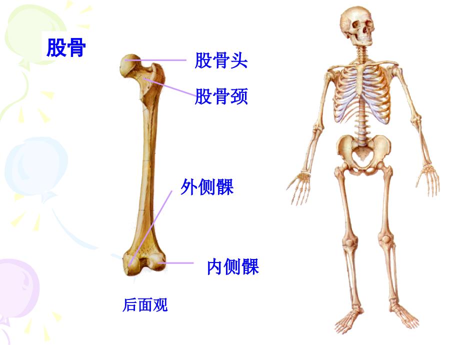 下肢骨 颅1教学讲义_第4页