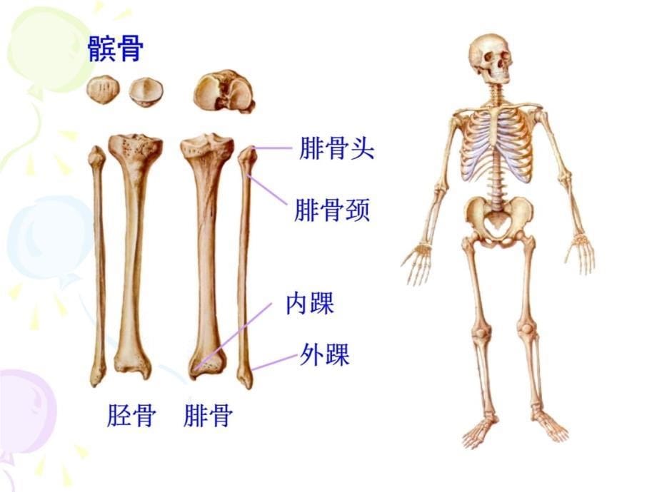 下肢骨 颅1教学讲义_第5页