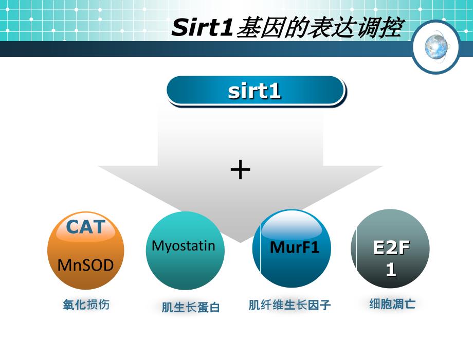 Sirt1基因与m-Tor通路的关系_第4页