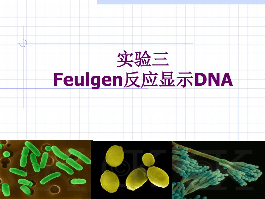 实验三 Feulgen反应显示DNA-3讲义资料_第1页