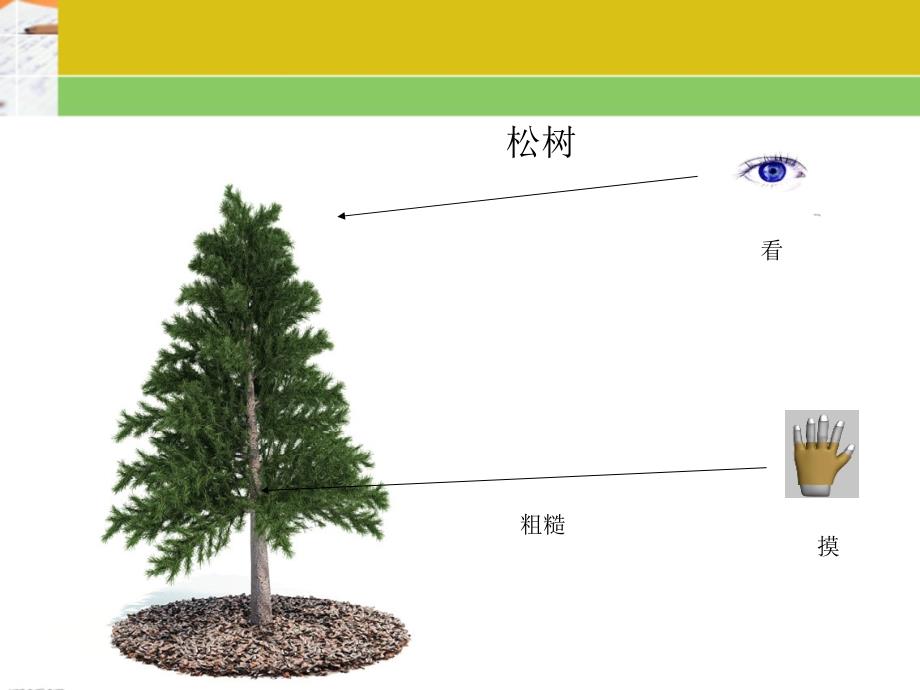 《 寻找动物和植物》课件_第4页