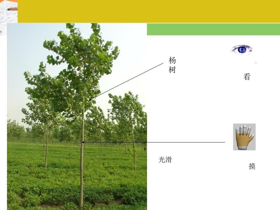 《 寻找动物和植物》课件_第5页