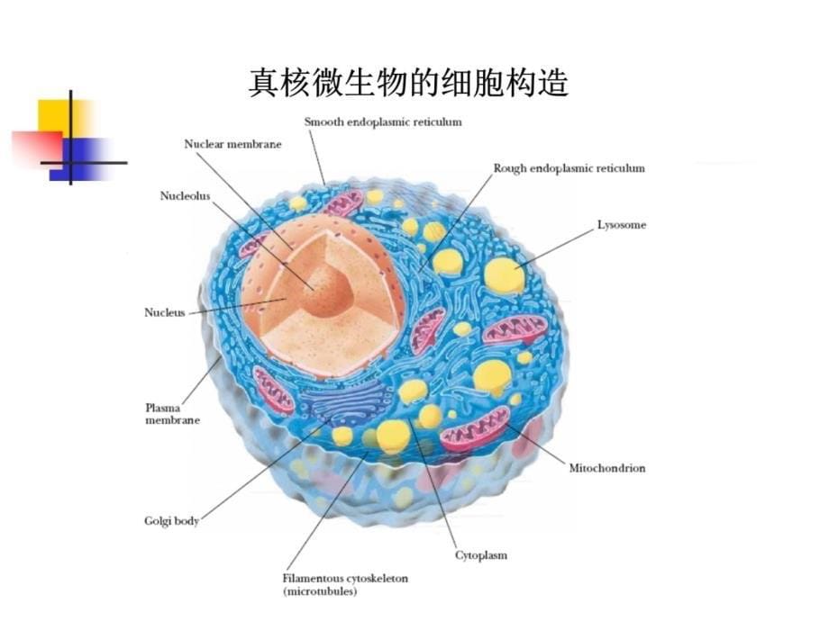 微生物 真核微生物教学教案_第5页