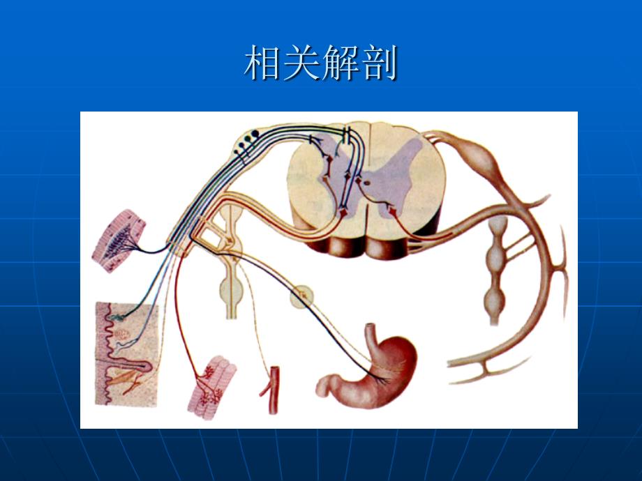 手足外科相关神经病变教材课程_第3页