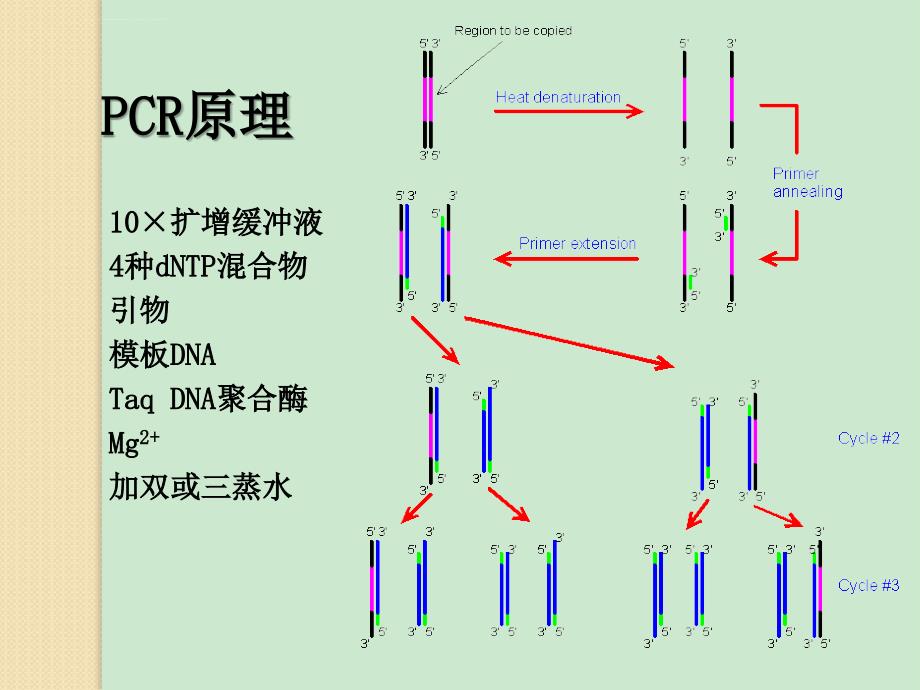 RT-PCR和real time PCR 原理及步骤_第3页
