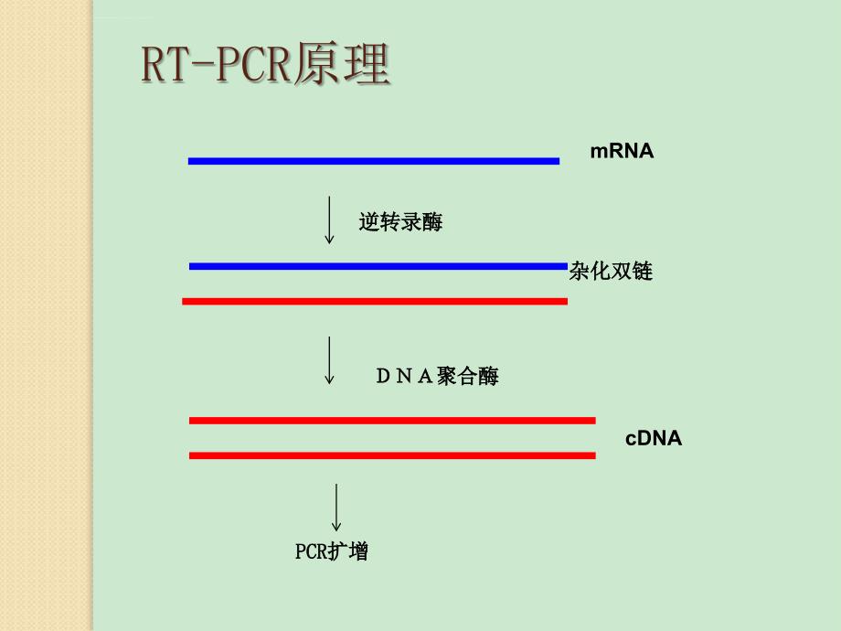 RT-PCR和real time PCR 原理及步骤_第4页