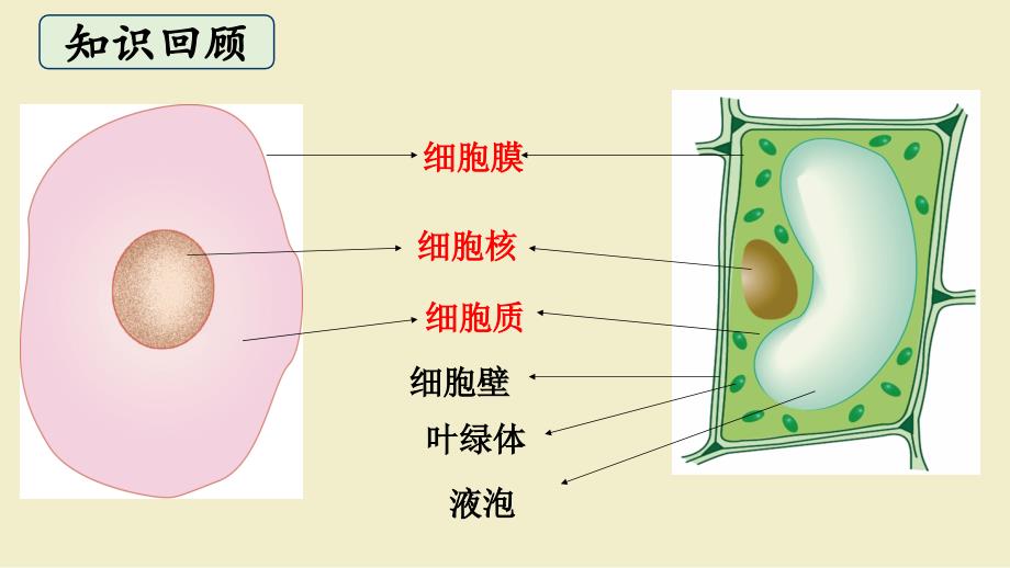 细胞是生命活动的基本单位知识分享_第2页