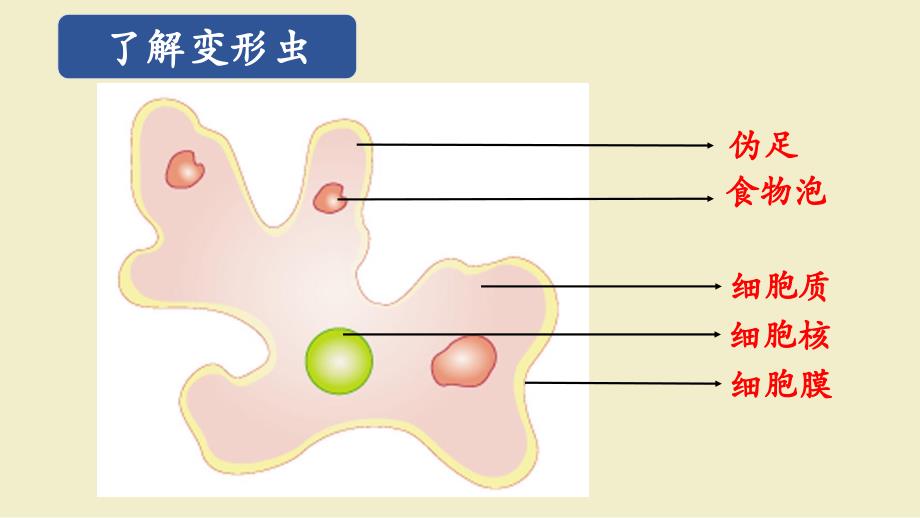 细胞是生命活动的基本单位知识分享_第3页