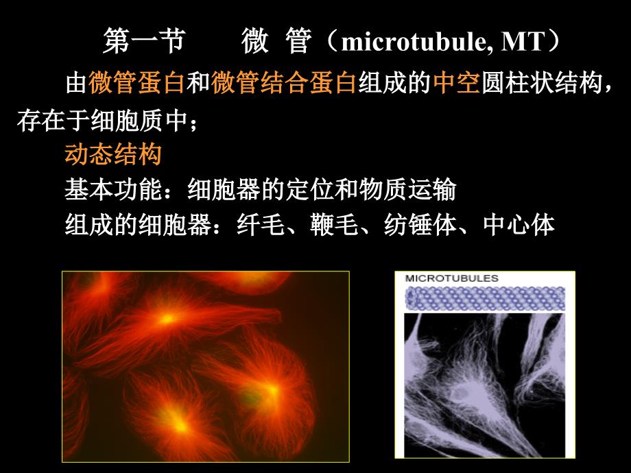 细胞生物学 细胞骨架与细胞运动教学教案_第3页