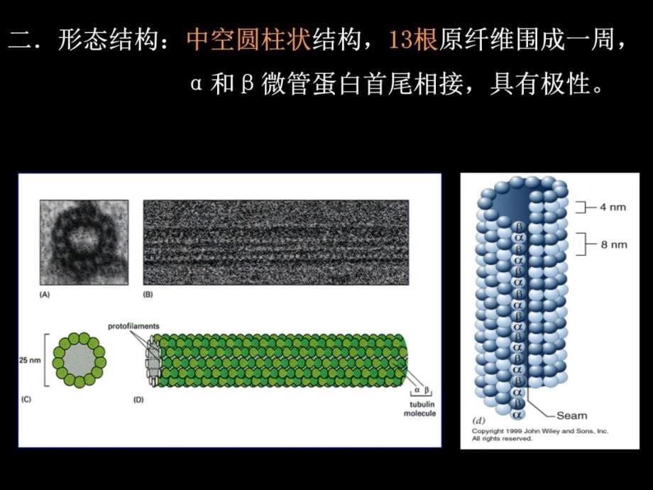 细胞生物学 细胞骨架与细胞运动教学教案_第5页