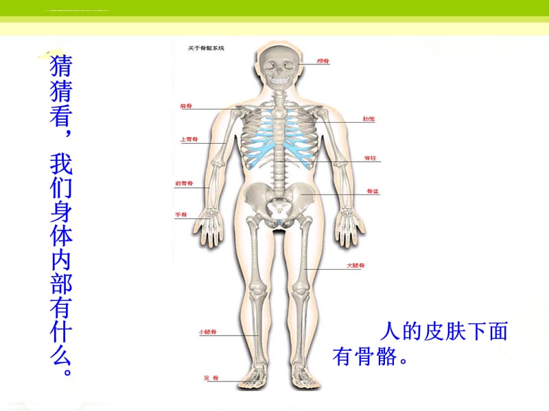 《了解我的身体》课件_第5页